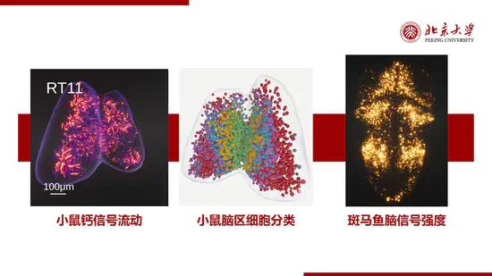 Biomedical data realistic rendering